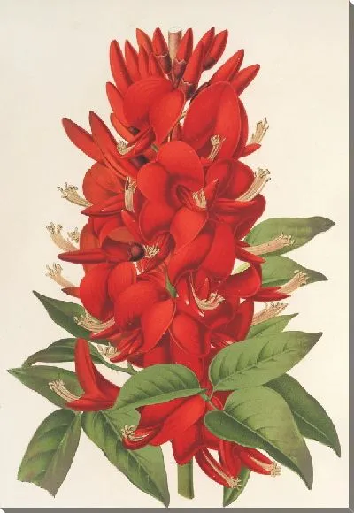 Картина Эритрина (гибрида) Мари Белланжер (1854-1896)