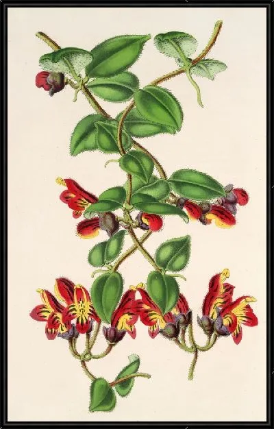 Картина Эсхинантус трехцветный (1854-1896)