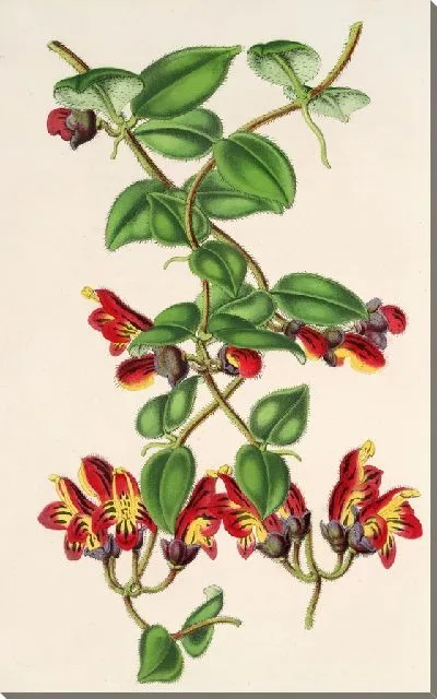 Картина Эсхинантус трехцветный (1854-1896)