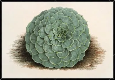 Эхеверия розацеа (1854-1896)