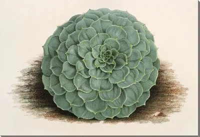 Эхеверия розацеа (1854-1896)