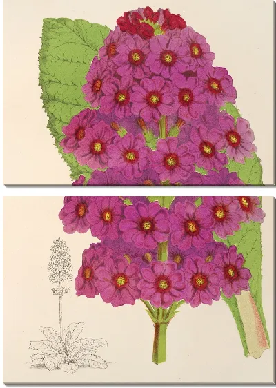 Картина Японская примула (1854-1896)