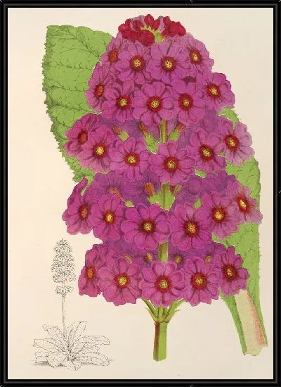 Картина Японская примула (1854-1896)