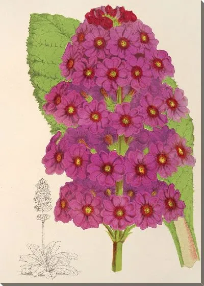 Картина Японская примула (1854-1896)
