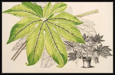 Японская судьба (1854-1896)