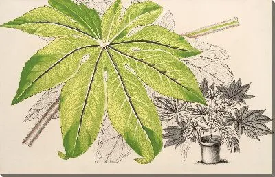 Японская судьба (1854-1896)