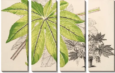 Японская судьба (1854-1896)