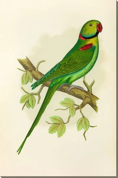 Картина Александрийский попугай (1884-1887)