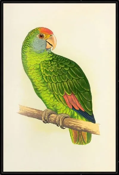 Картина Амазонка Дюфрена (1884-1887)