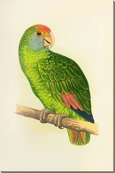 Картина Амазонка Дюфрена (1884-1887)