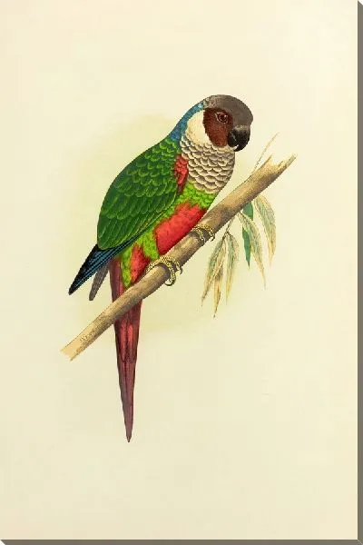 Картина Белоухий конур (1884-1887)