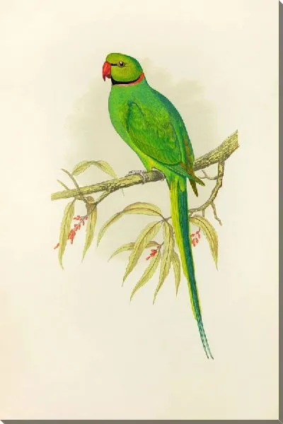 Картина Бенгальский попугайчик (1884-1887)
