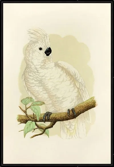 Картина Большой белохохлый какаду (1884-1887)