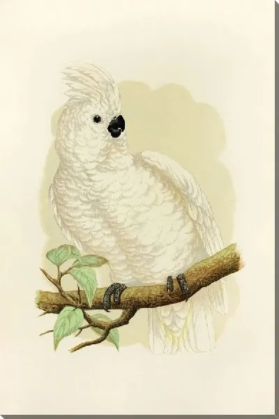 Картина Большой белохохлый какаду (1884-1887)