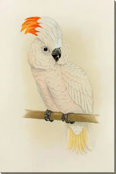 Картина Большой лососехохлый какаду (1884-1887)