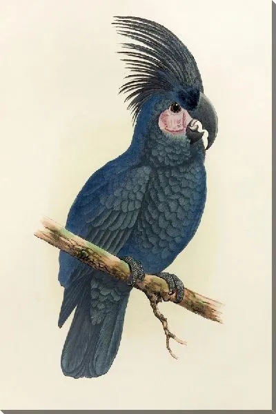 Картина Большой черный какаду Новой Гвинеи, или гигантский арату (1884-1887)