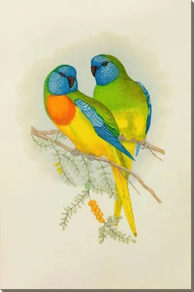 Картина Великолепный попугай (1884-1887)