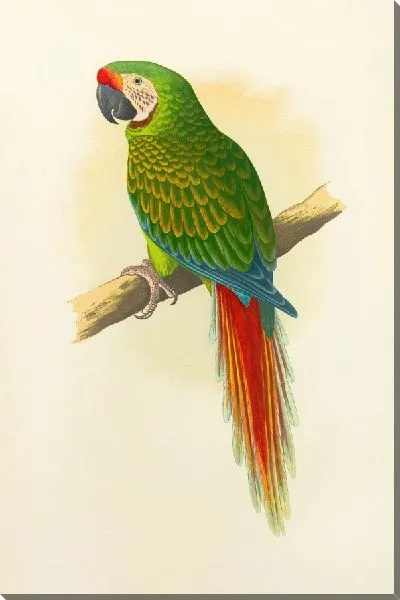 Картина Военный ара (1884-1887)