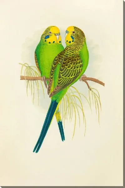 Картина Волнистый травяной попугайчик, или волнистый попугайчик (1884-1887)