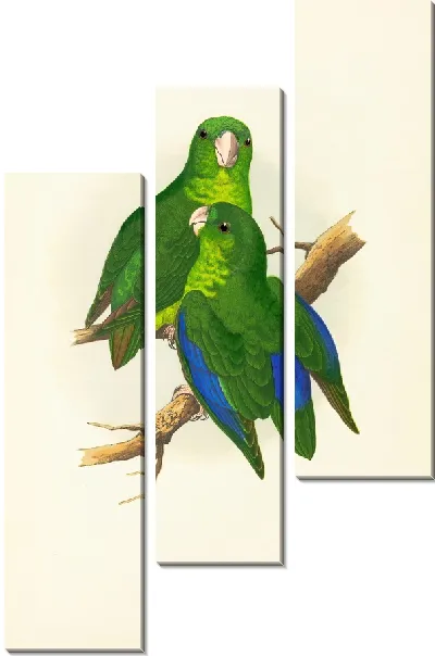 Картина Воробьинообразный или синекрылый попугай (1884-1887).