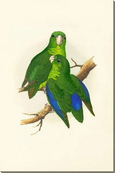 Картина Воробьинообразный или синекрылый попугай (1884-1887).