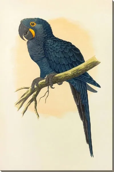 Картина Гиацинтовый ара (1884-1887)