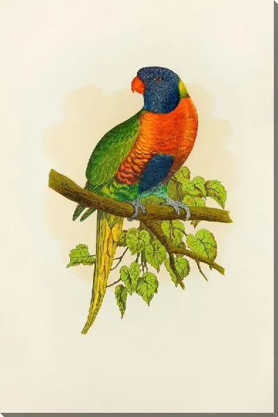 Картина Голубой горный лори (1884-1887)