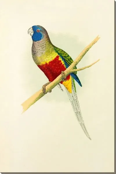 Картина Голубой попугайчик (1884-1887)