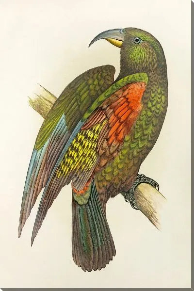 Картина Горный попугай Новой Зеландии, или кеа (1884–1887)
