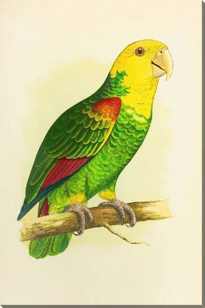 Картина Двуликая или Амазонка Ле Ваяна (1884-1887)