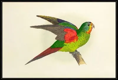 Длиннохвостый попугай, или лорикет (1884-1887).