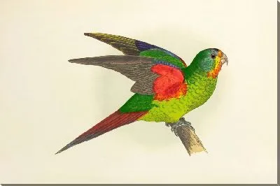 Длиннохвостый попугай, или лорикет (1884-1887).