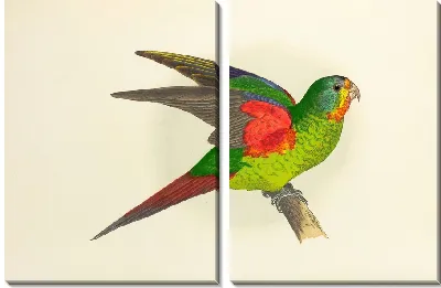 Длиннохвостый попугай, или лорикет (1884-1887).