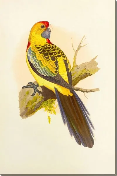 Картина Желтохвостый попугай, или широкохвостый попугай (1884-1887).