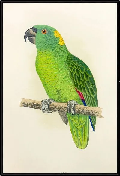 Картина Желтошейный амазон (1884-1887)