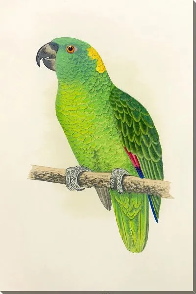 Картина Желтошейный амазон (1884-1887)