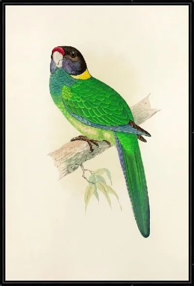 Картина Желтошейный попугай (1884-1887)