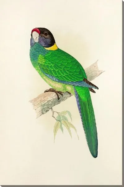 Картина Желтошейный попугай (1884-1887)