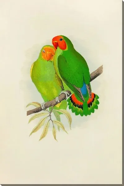 Картина Западноафриканский неразлучник (1884-1887)