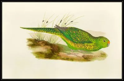 Зелёный земляной попугай (1884-1887)