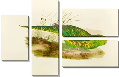 Зелёный земляной попугай (1884-1887)