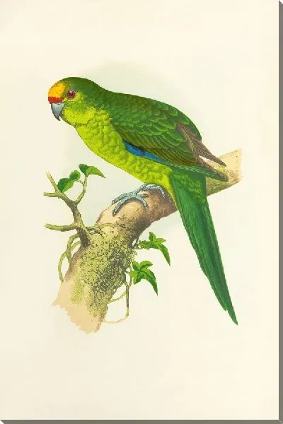 Картина Золотоголовый попугай Новой Зеландии (1884-1887)