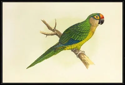 Золотоголовый попугай, или полумесячный попугай (1884-1887)