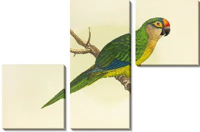 Золотоголовый попугай, или полумесячный попугай (1884-1887)