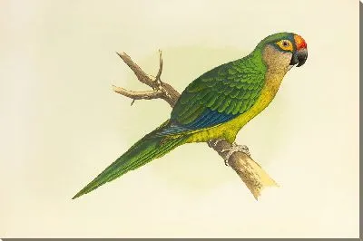 Золотоголовый попугай, или полумесячный попугай (1884-1887)