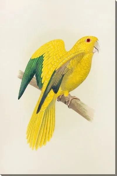 Картина Золотой попугай, или попугай королевы Баварии (1884–1887).