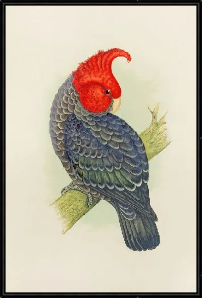Картина Какаду Ганг-Ганг (1884–1887)