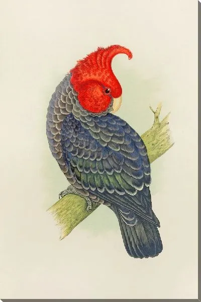 Картина Какаду Ганг-Ганг (1884–1887)