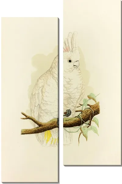 Картина Какаду Гоффина (1884-1887)