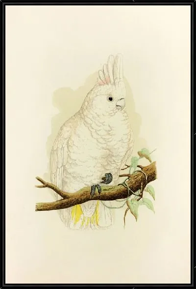 Картина Какаду Гоффина (1884-1887)